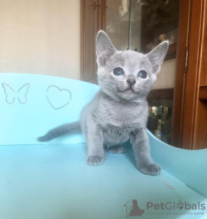 Photo №1. russian blue - for sale in the city of Mülheim-Kärlich | Is free | Announcement № 95109