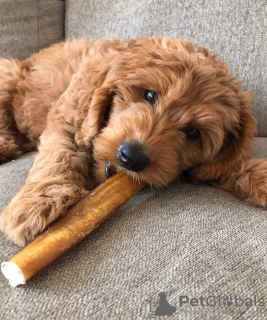 Photo №3. F1B Goldendoodle Puppies. United States