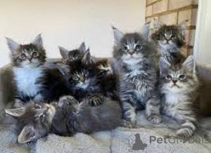 Photo №1. maine coon - for sale in the city of Espoo | 723$ | Announcement № 164321
