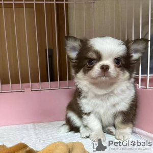 Photo №3. Chihuahua for adoption. United States