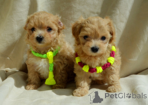 Photo №3. MaltipooF1MaltipooF1tsutsutsya1.5місpuppies 1.5 months Ukraine, Kyiv.  Worldwide. Ukraine