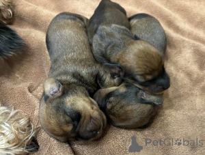 Photo №1. dachshund - for sale in the city of Madrid | 424$ | Announcement № 147663