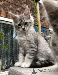 Photo №2 to announcement № 160419 for the sale of maine coon - buy in Denmark 