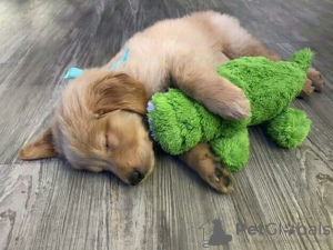 Photo №3. Healthy cute adorable and socialized Golden retriever puppies available. United Kingdom