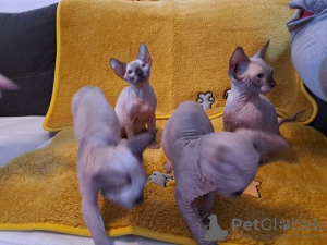 Photo №1. sphynx-katze - for sale in the city of Unterhaching | Is free | Announcement № 129954