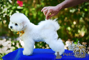 Additional photos: Bichon Frize puppy for sale