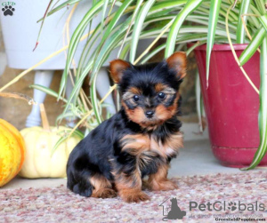 Photo №2 to announcement № 63810 for the sale of yorkshire terrier - buy in Germany 