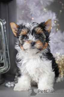 Photo №1. beaver yorkshire terrier - for sale in the city of Kropivnitsky | 707$ | Announcement № 8677