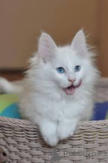 Photo №2 to announcement № 165929 for the sale of turkish angora - buy in France private announcement, breeder