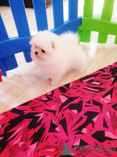 Photo №2 to announcement № 122701 for the sale of pomeranian - buy in Georgia private announcement, from nursery