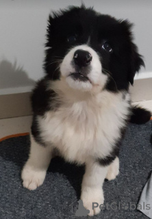 Photo №1. bearded collie - for sale in the city of Saint-Denis | 350$ | Announcement № 94092