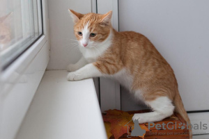 Photo №3. Beautiful red and white boy kitten Pinky.. Russian Federation