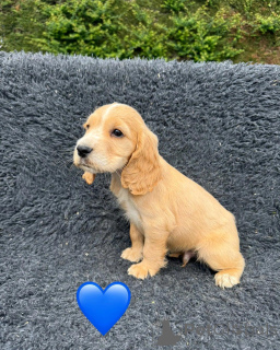 Photo №3. gift adorable Cocker Spaniel Puppies. Cyprus