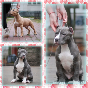 Photo №1. american bully - for sale in the city of Vsevolozhsk | 783$ | Announcement № 3948