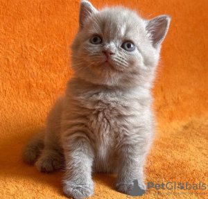 Photo №3. Продается Британский короткошерстный котенок. United States