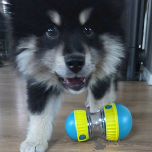 Photo №1. finnish lapphund - for sale in the city of ALAVUS | 723$ | Announcement № 169111