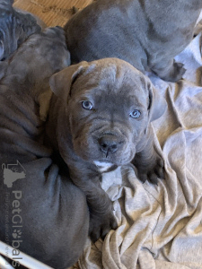 Photo №2 to announcement № 40732 for the sale of cane corso - buy in Romania 