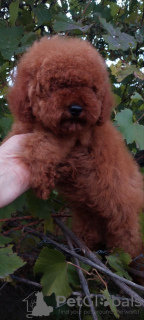 Additional photos: Toy near (female) miniature poodle