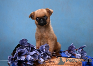 Photo №1. petit brabançon - for sale in the city of Moscow river | 556$ | Announcement № 161855