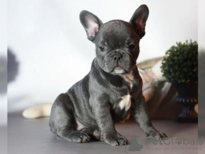 Photo №1. french bulldog - for sale in the city of Дублин | 300$ | Announcement № 125310