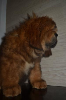 Photo №3. Tibetan Mastiff Puppies. Russian Federation