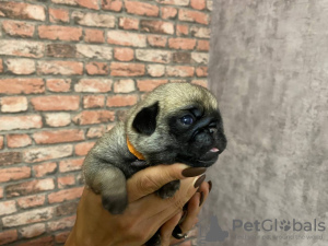 Photo №1. pug - for sale in the city of St. Petersburg | 552$ | Announcement № 24532