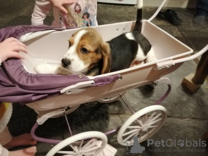 Photo №2 to announcement № 100510 for the sale of beagle - buy in Germany private announcement