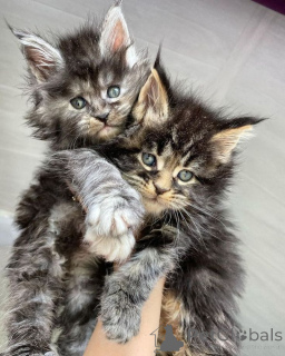 Photo №2 to announcement № 157351 for the sale of norwegian forest cat - buy in Germany from the shelter, breeder