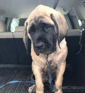 Photo №1. english mastiff - for sale in the city of Tallinn | 475$ | Announcement № 88788