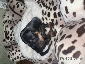Photo №1. dachshund - for sale in the city of Bishkek | 56$ | Announcement № 146319