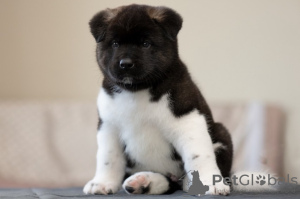 Photo №1. akita - for sale in the city of Munich | 423$ | Announcement № 105763