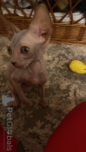 Additional photos: Canadian Sphynx kittens