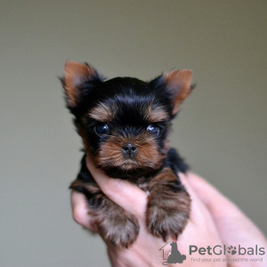 Photo №1. yorkshire terrier - for sale in the city of Los Angeles | 450$ | Announcement № 43828