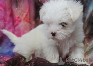 Photo №1. maltese dog - for sale in the city of Graz | 371$ | Announcement № 107551