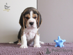 Photo №4. I will sell beagle in the city of Приморск. from nursery - price - 828$