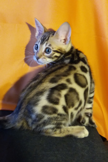 Photo №1. bengal cat - for sale in the city of Minsk | 1000$ | Announcement № 1565
