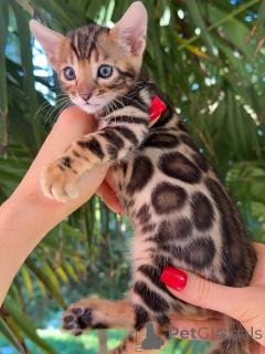 Photo №4. I will sell bengal cat in the city of Bremen. breeder - price - negotiated
