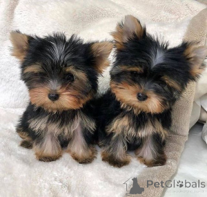 Photo №4. I will sell yorkshire terrier in the city of Berlin.  - price - negotiated
