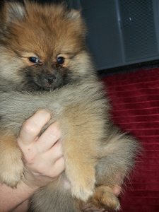 Photo №1. german spitz - for sale in the city of Naberezhnye Chelny | 272$ | Announcement № 5824