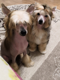 Photo №3. Nursery #SladoniAngela offers bred dogs of a Chinese crested dog. Russian Federation