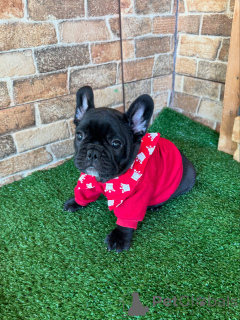 Photo №1. french bulldog - for sale in the city of Berlin | negotiated | Announcement № 154927
