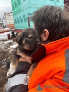 Additional photos: Baby puppies are urgently looking for a home!