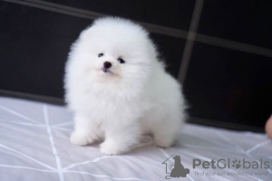 Photo №3. Pomeranian Puppies Dogs for sale in Europe. Netherlands