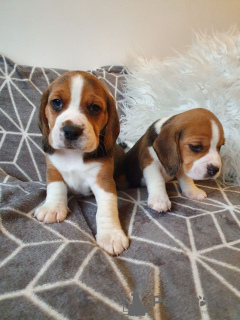 Photo №1. beagle - for sale in the city of Ararat | Is free | Announcement № 92422