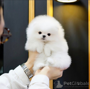 Photo №1. pomeranian - for sale in the city of Graz | negotiated | Announcement № 53355