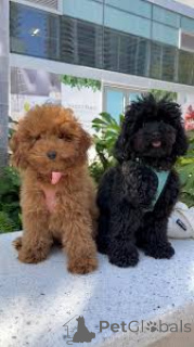 Photo №1. poodle (toy) - for sale in the city of Paris | 723$ | Announcement № 160972