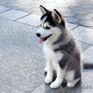 Photo №1. siberian husky - for sale in the city of Велико-Тырново | negotiated | Announcement № 79828