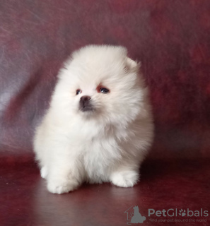 Photo №1. pomeranian - for sale in the city of Yekaterinburg | negotiated | Announcement № 9319