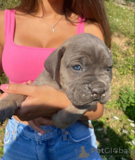 Photo №1. cane corso - for sale in the city of Мальмё | negotiated | Announcement № 23063