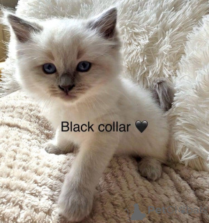 Photo №4. I will sell ragdoll in the city of Дублин.  - price - 469$